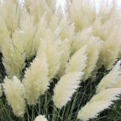 Кортадерия белая (пампасная трава) в Новокузнецке