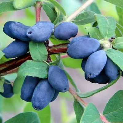 Жимолость съедобная ХОНЕЙ БИ  Жимолость съедобная ХОНЕЙ БИ в Новокузнецке