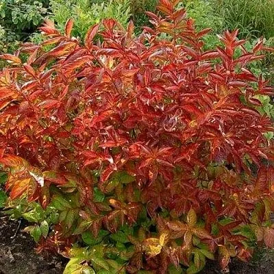 Вейгела ОГНЕННЫЕ КРЫЛЬЯ в Новокузнецке