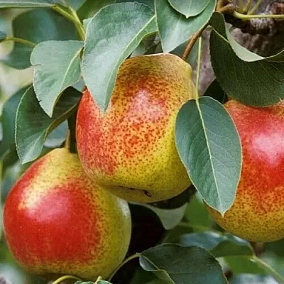 Груша ГОРНАЯ КРАСАВИЦА  Груша ГОРНАЯ КРАСАВИЦА в Новокузнецке