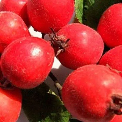 Боярышник КРУПНОПЛОДНЫЙ  Боярышник КРУПНОПЛОДНЫЙ в Новокузнецке