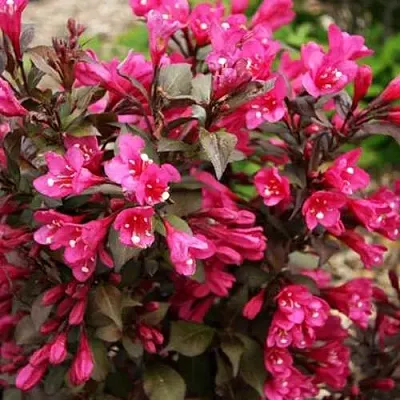 Вейгела БЛЭК РУБИ в Новокузнецке