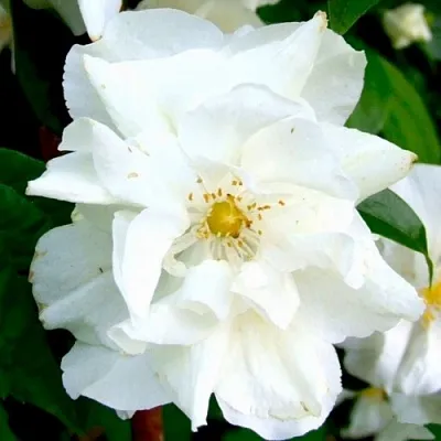 Жасмин РОЗАЦЕ  Жасмин РОЗАЦЕ в Новокузнецке