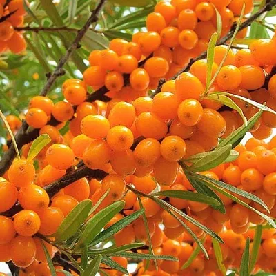 Облепиха в Новокузнецке