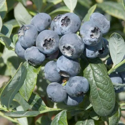 Голубика БРИГИТТА — описание сорта Голубика БРИГИТТА в Новокузнецке