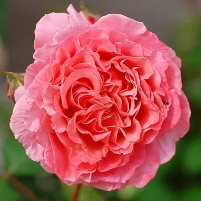 Саженцы роз ЛОРАН КАБРОЛЬ шраб  Саженцы роз ЛОРАН КАБРОЛЬ шраб в Новокузнецке