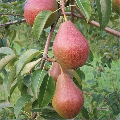 Груша РУМЯНАЯ КЕДРИНА  Груша РУМЯНАЯ КЕДРИНА в Новокузнецке