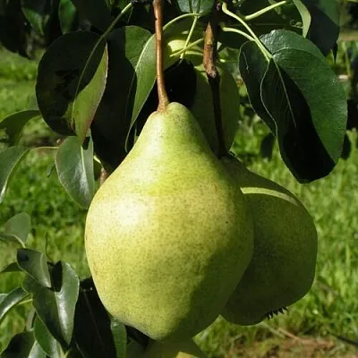Груша МИНСКАЯ колонновидная  Груша МИНСКАЯ колонновидная в Новокузнецке