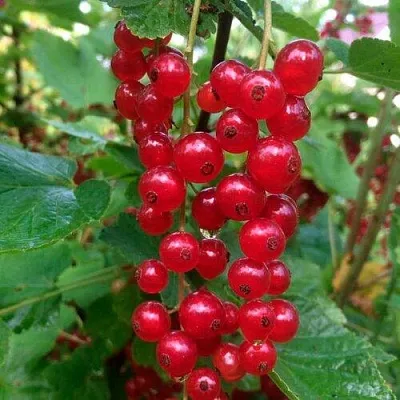 Смородина красная КОНСТАНТИНОВСКАЯ в Новокузнецке