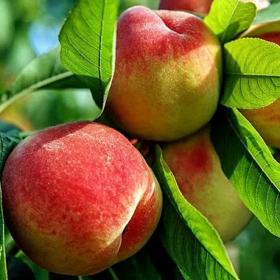 Персик в Новокузнецке