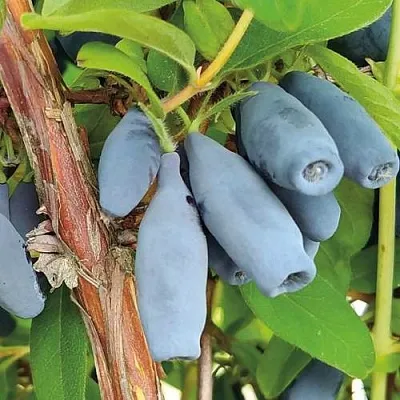 Жимолость съедобная ВОСТОРГ  Жимолость съедобная ВОСТОРГ в Новокузнецке