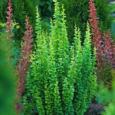 Барбарис ЭРЕКТА тунберга  Барбарис ЭРЕКТА тунберга в Новокузнецке