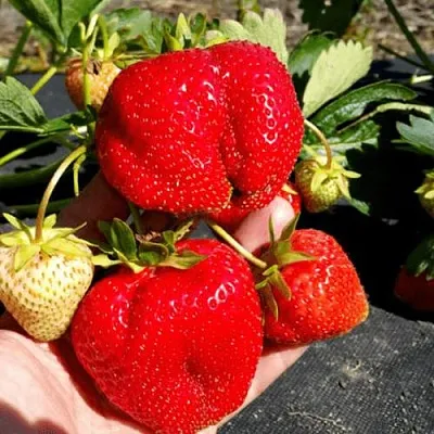 Клубника АПРИКА  Клубника АПРИКА в Новокузнецке