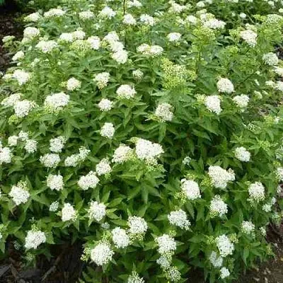 Спирея АЛЬБИФЛОРА японская  Спирея АЛЬБИФЛОРА японская в Новокузнецке