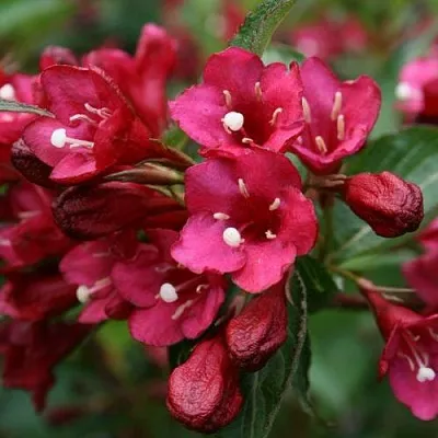 Вейгела ЕВА РАТКЕ в Новокузнецке