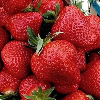 Клубника КЛЕРИ  Клубника КЛЕРИ в Новокузнецке