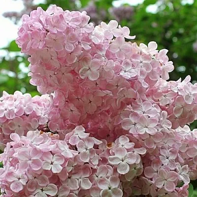 Сирень ВЕЧЕРНИЙ ЗВОН  Сирень ВЕЧЕРНИЙ ЗВОН в Новокузнецке