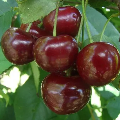 Дюк КОРМИЛИЦА  Дюк КОРМИЛИЦА в Новокузнецке