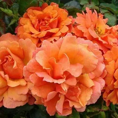 Саженцы роз БРИДЖ ОФ САЙЗ плетистая  Саженцы роз БРИДЖ ОФ САЙЗ плетистая в Новокузнецке