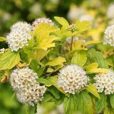 Пузыреплодник АНГЕЛ ГОЛД  Пузыреплодник АНГЕЛ ГОЛД в Новокузнецке