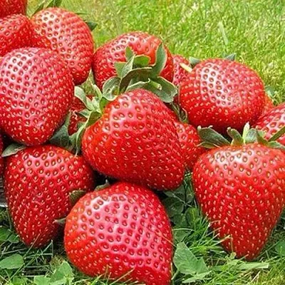 Клубника ЭЛИАНЕ в Новокузнецке