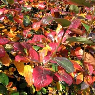 Кизильник блестящий — описание сорта Кизильник блестящий в Новокузнецке