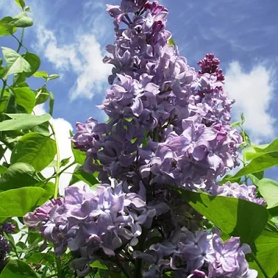 Сирень КРЫЛЬЯ НАДЕЖДЫ  Сирень КРЫЛЬЯ НАДЕЖДЫ в Новокузнецке