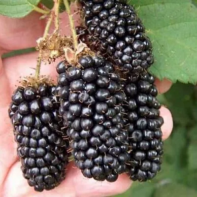 Ежевика ЛОХ НЕСС бесшипная  Ежевика ЛОХ НЕСС бесшипная в Новокузнецке