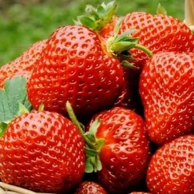 Клубника ФЛОРЕНС  Клубника ФЛОРЕНС в Новокузнецке