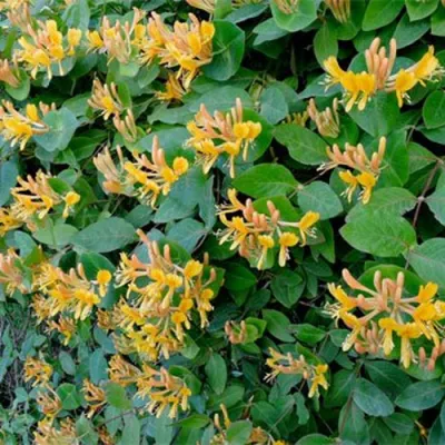 Жимолость ТЕЛЬМАНА в Новокузнецке