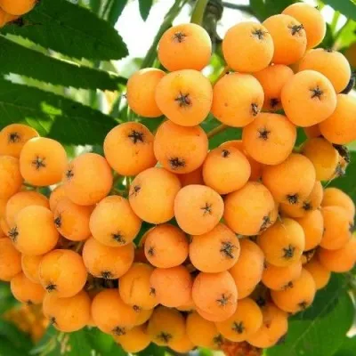 Рябина НЕВЕЖИНСКАЯ ЖЕЛТАЯ сладкоплодная — описание сорта Рябина НЕВЕЖИНСКАЯ ЖЕЛТАЯ сладкоплодная в Новокузнецке