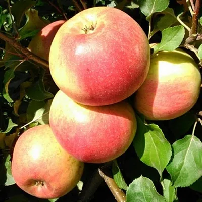 Яблоня ЭМБАССИ в Новокузнецке