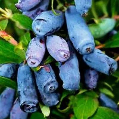 Жимолость съедобная ВОЛХОВА  Жимолость съедобная ВОЛХОВА в Новокузнецке