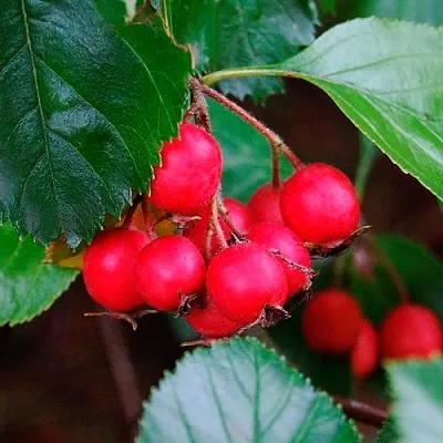 Боярышник ЛЮДМИЛ  Боярышник ЛЮДМИЛ в Новокузнецке