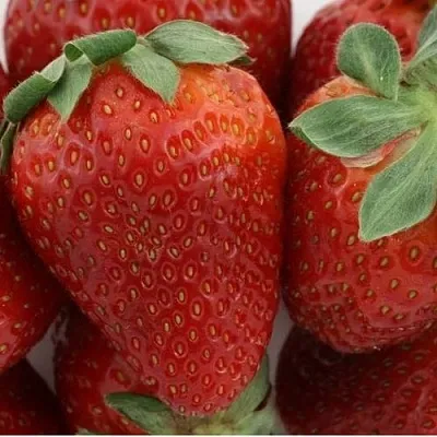 Клубника ФЛАМИНИЯ  Клубника ФЛАМИНИЯ в Новокузнецке