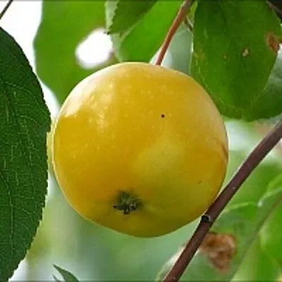 Яблоня КИТАЙКА ЖЁЛТАЯ колонновидная в Новокузнецке