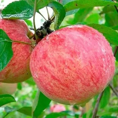 Яблоня КОРИЧНОЕ ПОЛОСАТОЕ в Новокузнецке