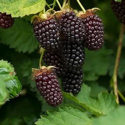 Ежемалина в Новокузнецке