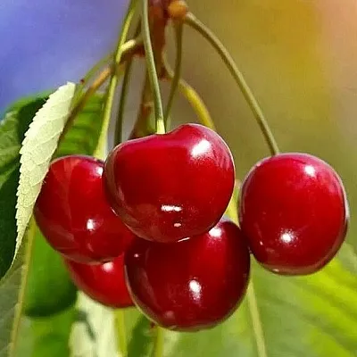 Черешня ТЕРЕМОШКА в Новокузнецке