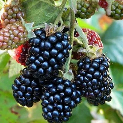 Ежевика ОУАЧИТА бесшипная  Ежевика ОУАЧИТА бесшипная в Новокузнецке