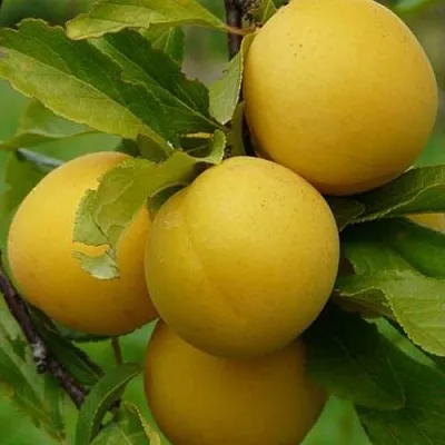 Слива СОЛНЫШКО в Новокузнецке