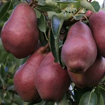 Груша РЕД ВИЛЬЯМС  Груша РЕД ВИЛЬЯМС в Новокузнецке