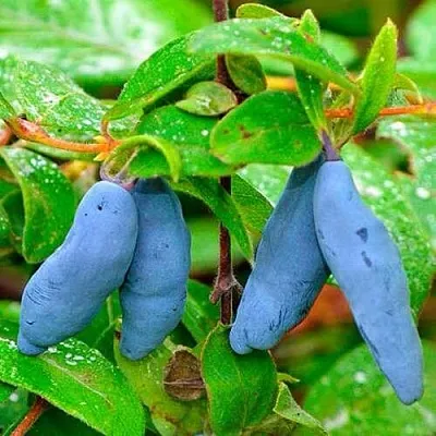 Жимолость съедобная МОРЕНА  Жимолость съедобная МОРЕНА в Новокузнецке