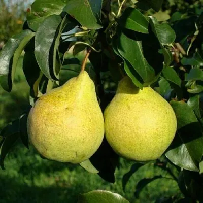 Саженцы груши Просто Мария Саженцы груши Просто Мария