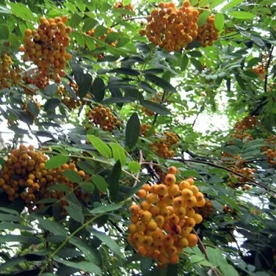 Рябина НЕВЕЖИНСКАЯ ЖЕЛТАЯ сладкоплодная — описание сорта Рябина НЕВЕЖИНСКАЯ ЖЕЛТАЯ сладкоплодная в Новокузнецке