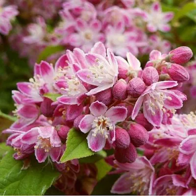 Дейция СТРОБЕРРИ ФИЛДС  в Новокузнецке