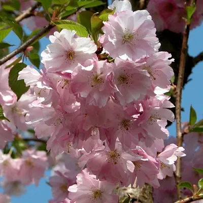 Вишня АККОЛЕЙД цветущая  Вишня АККОЛЕЙД цветущая в Новокузнецке