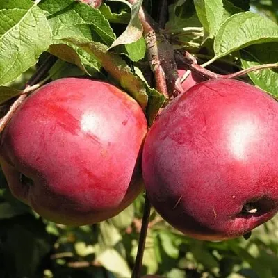 Яблоня ДАРУНАК в Новокузнецке