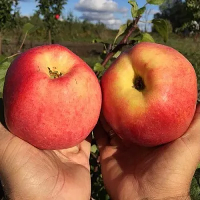 Яблоня КОВРОВОЕ стелющаяся в Новокузнецке