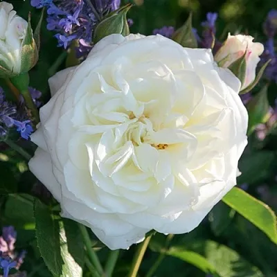 Саженцы роз АЛАБАСТЕР флорибунда  Саженцы роз АЛАБАСТЕР флорибунда в Новокузнецке